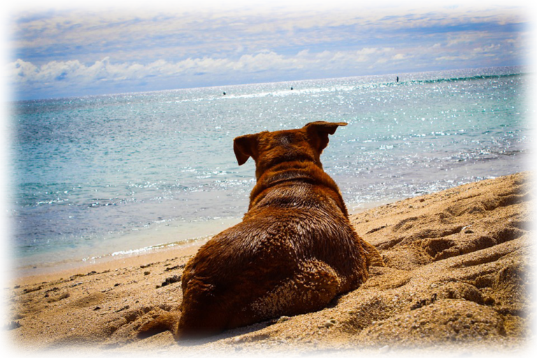 dog-rules-for-beach-sullivan-s-island-folly-beach-isle-of-palms