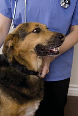 A dog at Advanced Animal Care in Mount Pleasant