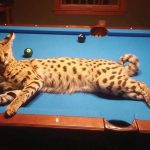 Zarathustra, Savannah cat, exotic feline