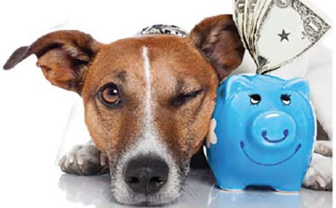 Funding Your Pet’s Medical Bills: From Piggy Bank to Doggy Bank