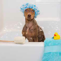 Capturing Life in Dog Years A Day in the Life of a Pet Photographer