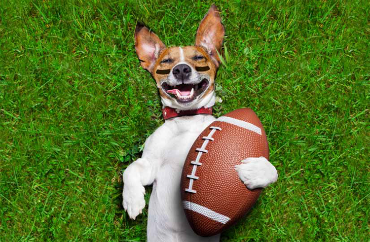 Puppy Bowl 2018 Article Feature