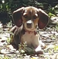 MT PLEASANT FAVORITE PET: Delilah Valentine the Beagle