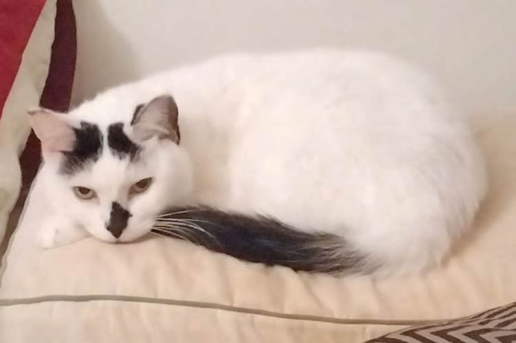 Sophie, Mount Pleasant Pet's Feline Overlord for Content Management