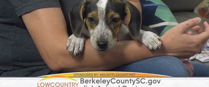 Mount Pleasant Pet Day 2019