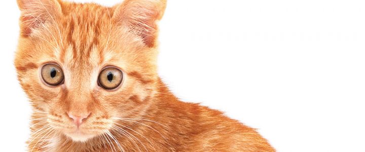Feral Cat Helpers: Caring for Stray and Feral Cats