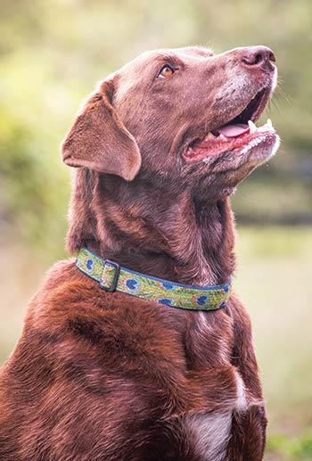 Bella is an adoptable lab ready to find her forever home. Photos by Jeanne Taylor Photography | JTPetPics.com 