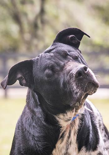 Ray, a blind hound mix, was adopted soon after his feature in Subaru’s Make a Dog’s Day campaign. Photos by Jeanne Taylor Photography | JTPetPics.com 