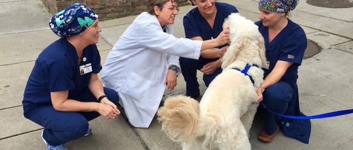 National Therapy Animal Day