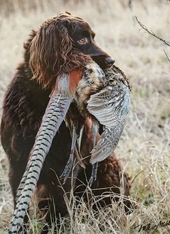 A boykin spaniel hunting with it's owner's prey in its mouth