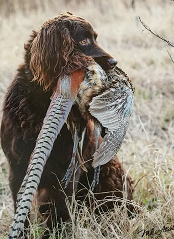 Boykin spaniel sale pheasant hunting