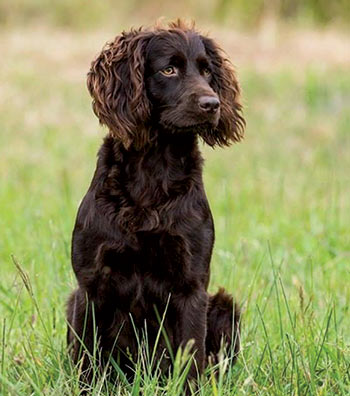 A beautiful boykin spaniel in grassy field