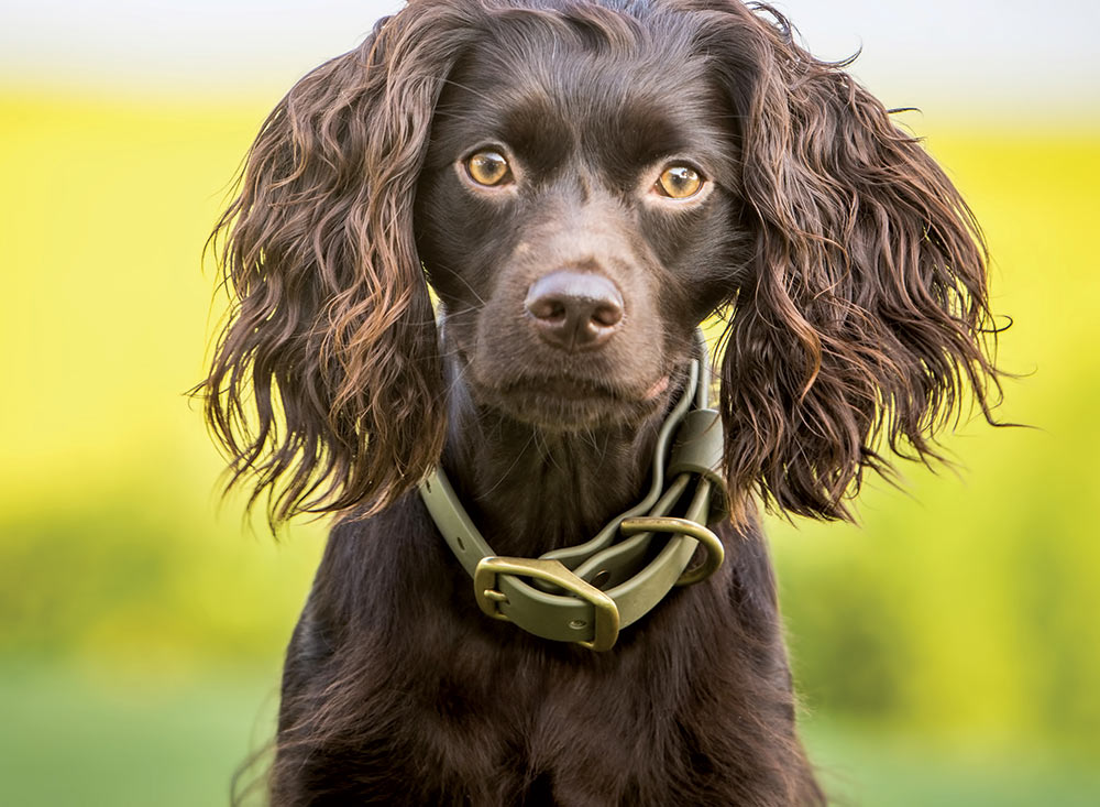 Boykin best sale spaniel kennels