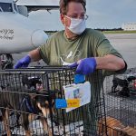 Charleston Animal Society Volunteer Wes Lowther on an emergency transport.