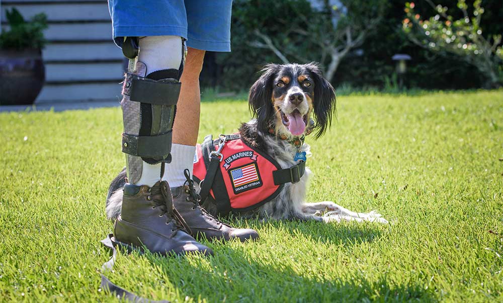 Service animals best sale for veterans