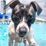 Dog in a pool. Photo provided by Precise Image Creations.