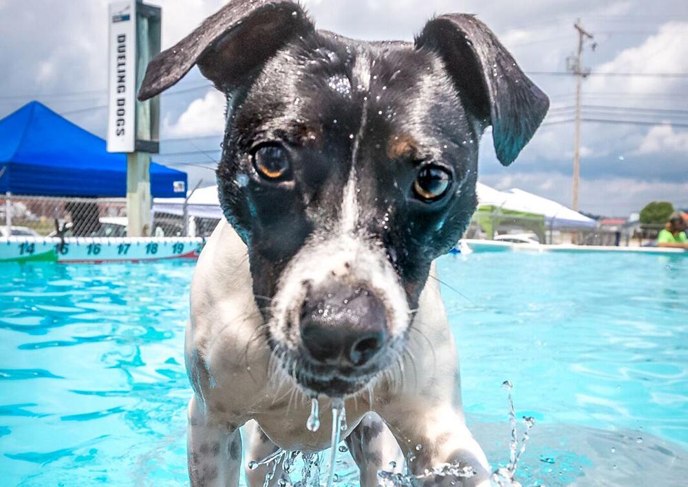 Dog in a pool. Photo provided by Precise Image Creations.