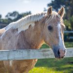 A horse at Charleston Area Therapeutic Riding is in Johns Island. Photo provided by Southern Studios LLC