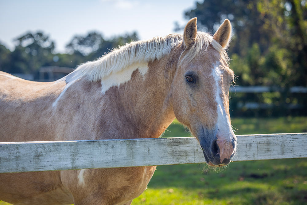 A horse at Charleston Area Therapeutic Riding is in Johns Island. Photo provided by Southern Studios LLC