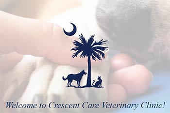 Crescent Care Veterinary Clinic named in Best of Mount Pleasant 2022