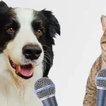 Cat and Dog Reporters