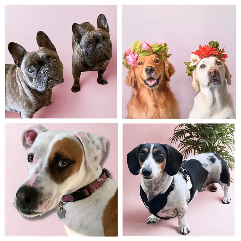 Four-legged friends (clockwise): Gretta and Baxter, Clementine and Charlotte, Roxie, Pinot.