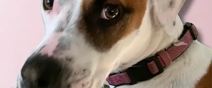 Bundles of Joy: Four-Legged Family Members