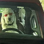 Reggie behind the wheel wearing fashion sunglasses