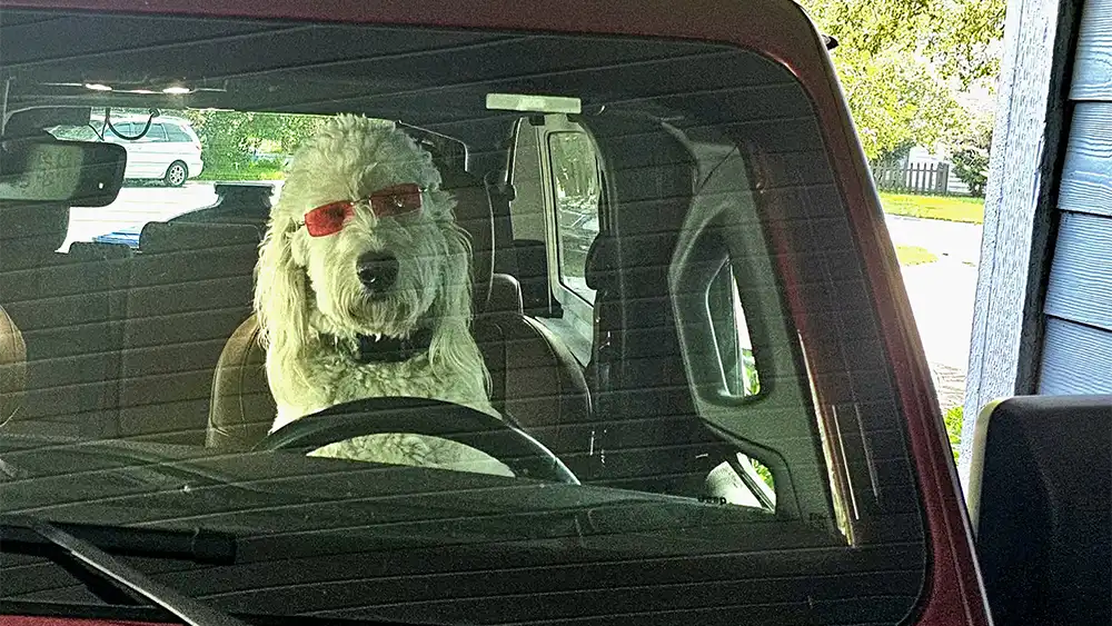 Reggie behind the wheel wearing fashion sunglasses