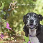 Rescue of the Month: Beautifully Bailey