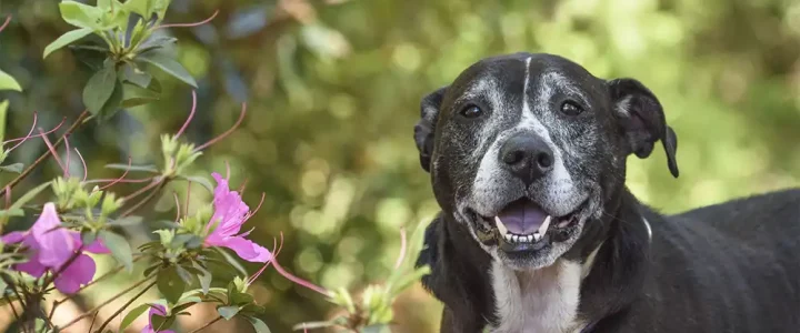 Rescue of the Month: Beautifully Bailey