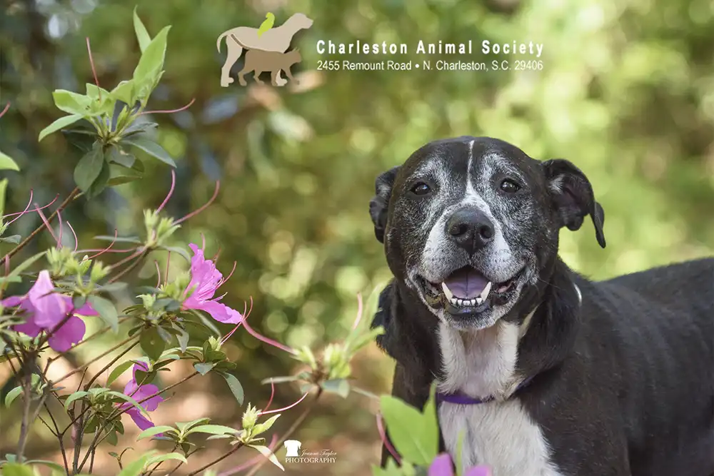 Rescue of the Month: Beautifully Bailey